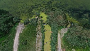 Uluabat Gölü'nün rengi alg patlamasıyla yeşile büründü