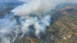 Köyceğiz'de orman yangını başladı!