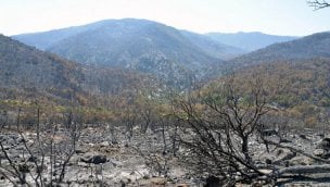 Mersin'deki orman yangınlarının zararı 27 milyon 509 bin TL