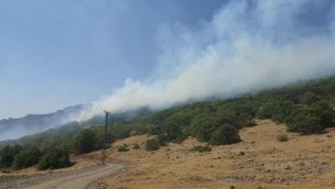 Bingöl'deki orman yangınına müdahale sürüyor