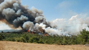 Çanakkale Bayramiç'te orman yangını!