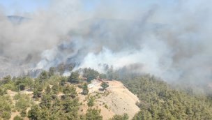 Bodrum'da çıkan orman yangınına müdahale ediliyor