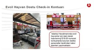 THY, 2021'de 60 bine yakın yakın evcil hayvanı misafir etti