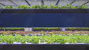 Türkiye'den kaliteli gıda için 'topraksız ve dikey tarım' hamlesi!