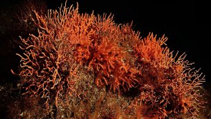 Marmara Denizi'ne ekilen mercanlar çoğalmaya başladı!