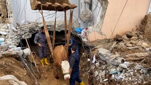 Telef olduğu sanılan inek "Sarıkız" depremin 15'inci gününde kurtarıldı