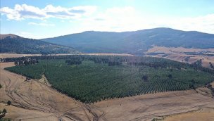 Doğu Anadolu'nun ormanları gençleştirilerek geleceğe taşınıyor!