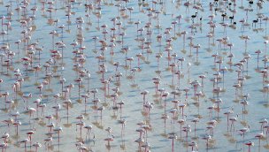 12 bin 800 yavru flamingo Tuz Gölü’nde yaşam buldu