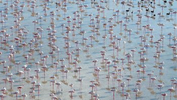 12 bin 800 yavru flamingo Tuz Gölü’nde yaşam buldu