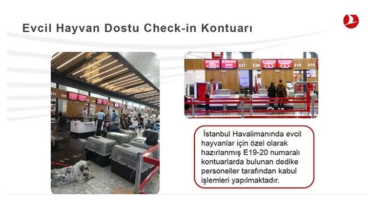 THY, 2021'de 60 bine yakın yakın evcil hayvanı misafir etti