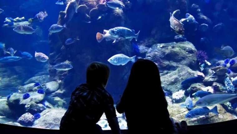 Aqua Vega Akvaryum, Ankara halkının gözdesi haline geldi!