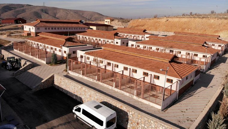 Elazığ'da atıl arazi 'can dostlar'ın barınağı oldu