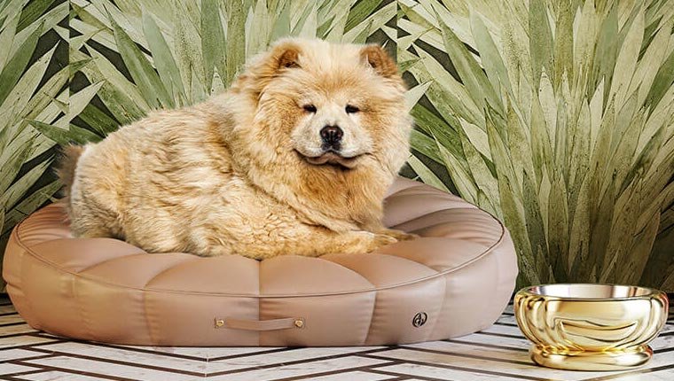 Minik dostlarınız için en konforlu minderler!