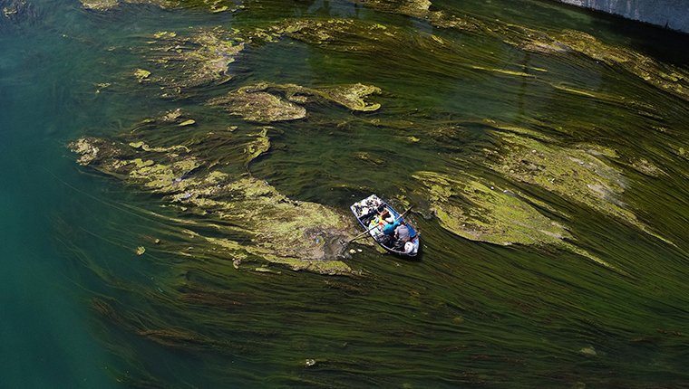 Seyhan Nehri'nde yosun birikintileri oluştu