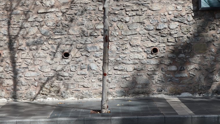 İBB'nin Çırağan Caddesi'nde diktiği yeni fidanlar kurudu mu?