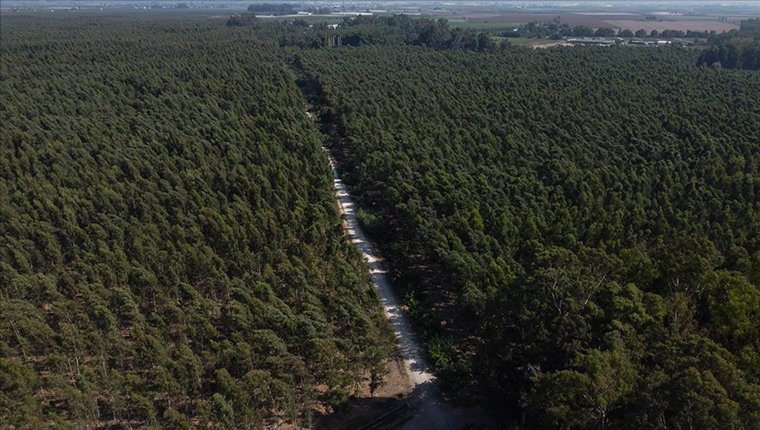 Bataklığı kurutmak için dikilen okaliptuslar ormana dönüştü!
