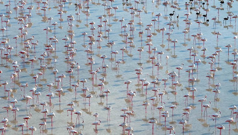 12 bin 800 yavru flamingo Tuz Gölü’nde yaşam buldu