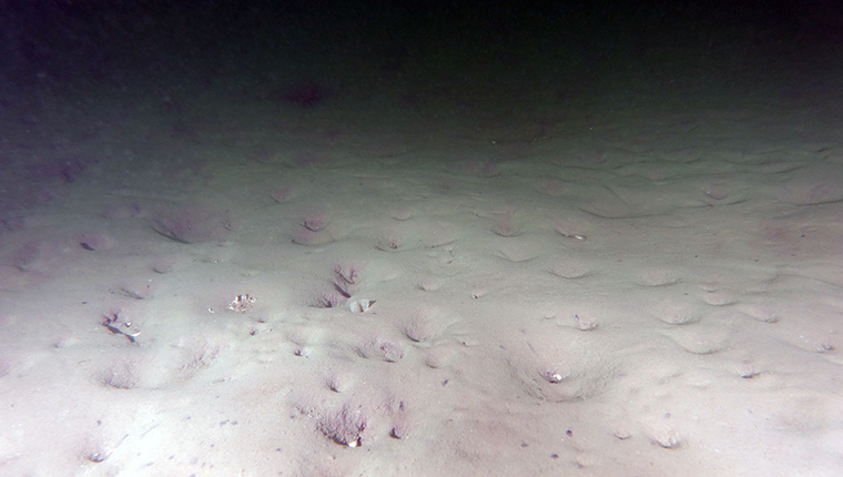 Marmara Denizi'nde dibe çöken müsilaj parçalanmaya devam ediyor