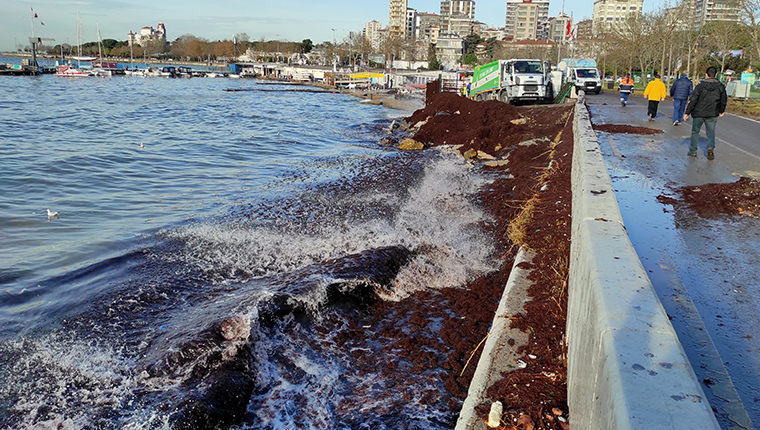 Caddebostan Sahili'ni kaplayan kırmızı yosunlar toplanıyor