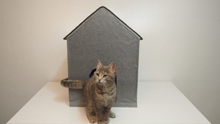 Koçtaş'tan minik dostlarımız için pratik kulübe yapım önerileri!