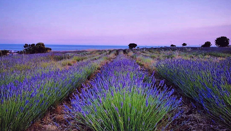 34,3 milyon metrekare Hazine arazisi tıbbi bitkilerin yetiştirilmesi için kiraya verildi