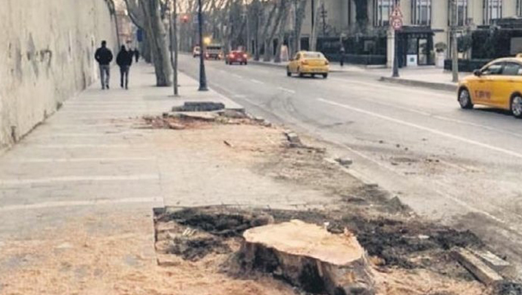 Çırağan Caddesi'nde asırlık çınar ağaçları kökünden kesildi!