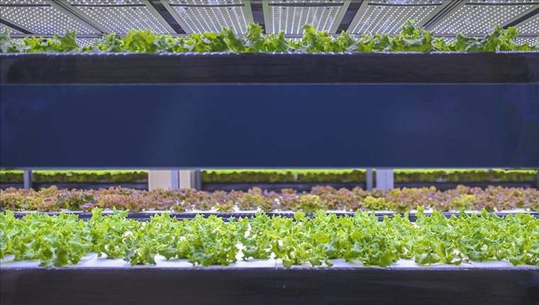 Türkiye'den kaliteli gıda için 'topraksız ve dikey tarım' hamlesi!