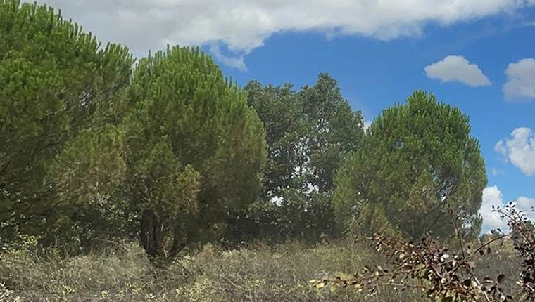 İçişleri Bakanlığı, 31 Ağustos'a kadar ormanlara girişleri yasakladı