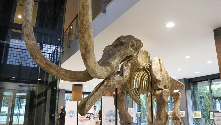 Kayseri'de 7,5 milyon yıllık fosillerin yer aldığı sergi açıldı!